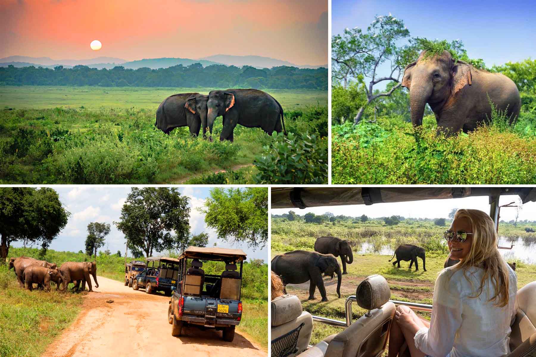 Udawalawe Safari