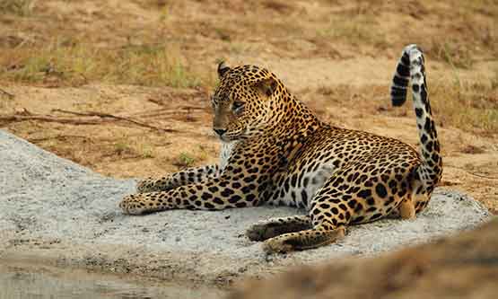 Wilpattu Safari