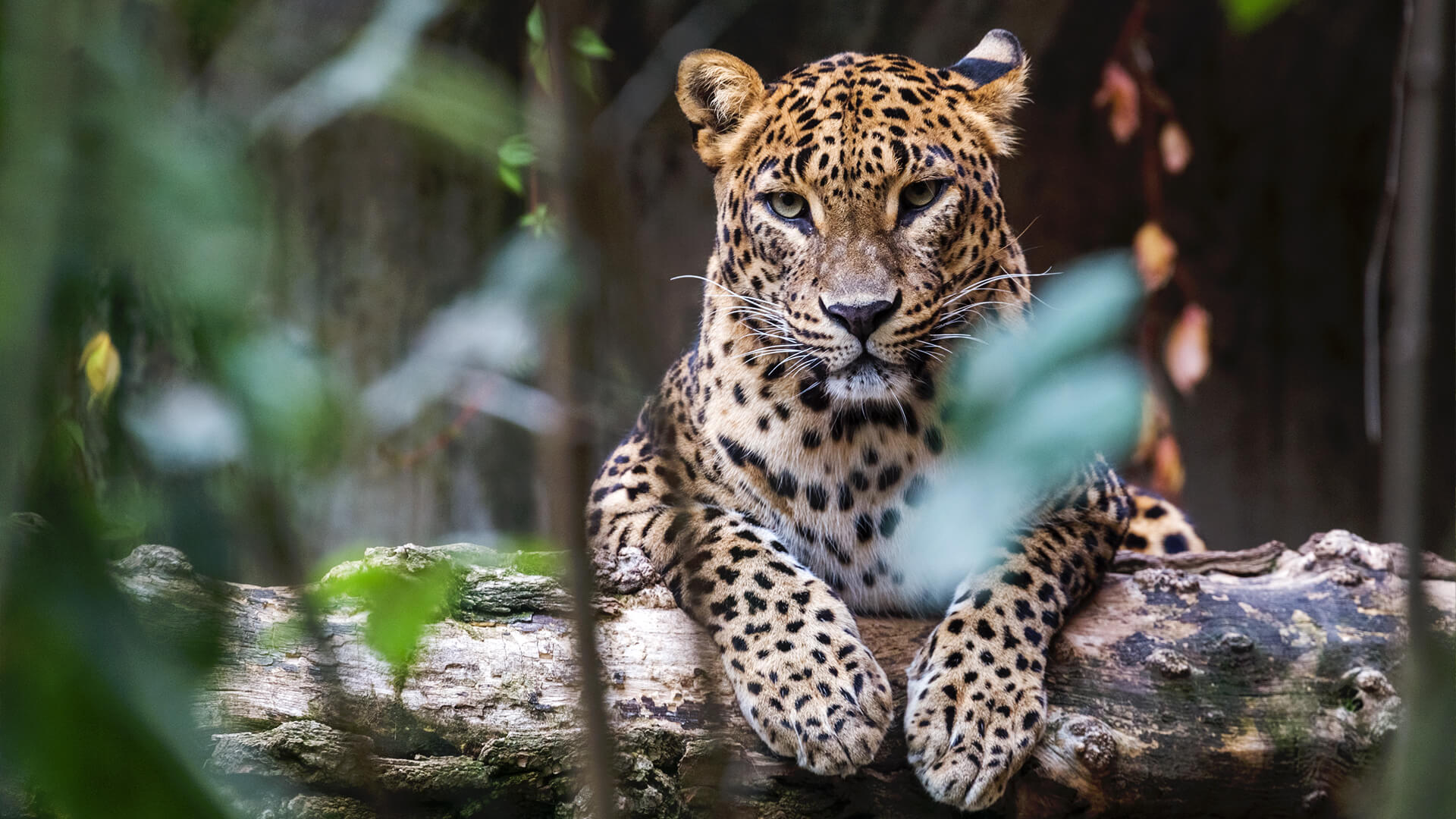 Yala Safari
